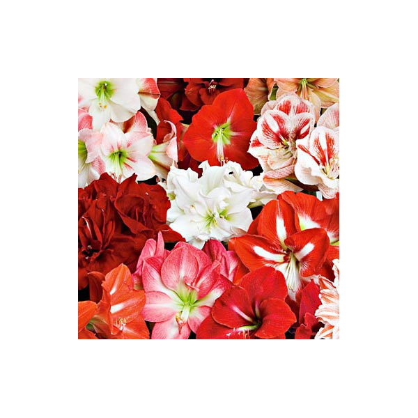 Thirty Wonders Of The Amaryllis World