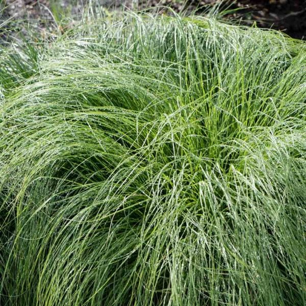  Ornamental Grass: Sporobolus Heterolepis