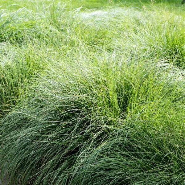  Ornamental Grass: Sporobolus Heterolepis