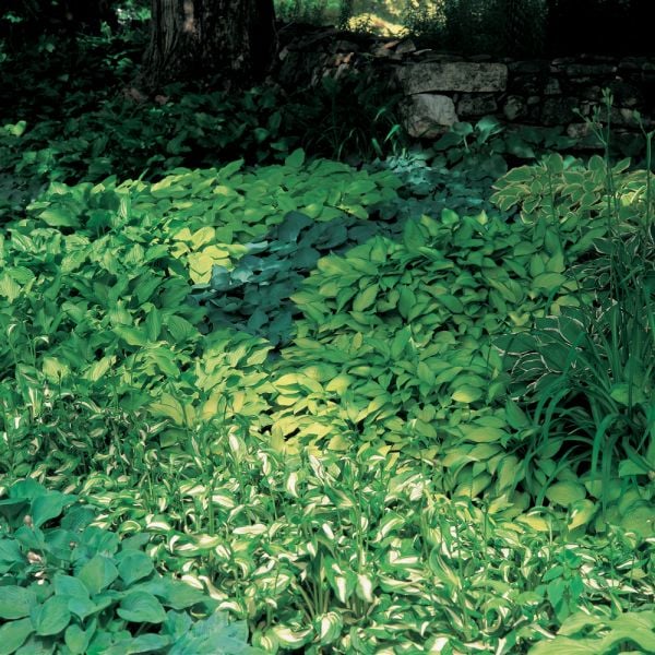  Emerald Isle Hosta Collection