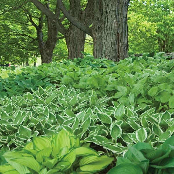  Collaboration For Part Shade For The North - Daffodils & Hosta