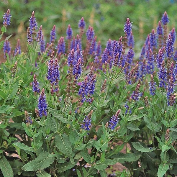  Salvia X Sylvestris 'Blue Hill'