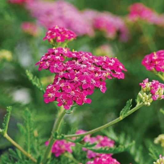  Achillea Millefolium Song Siren™ 'Layla'