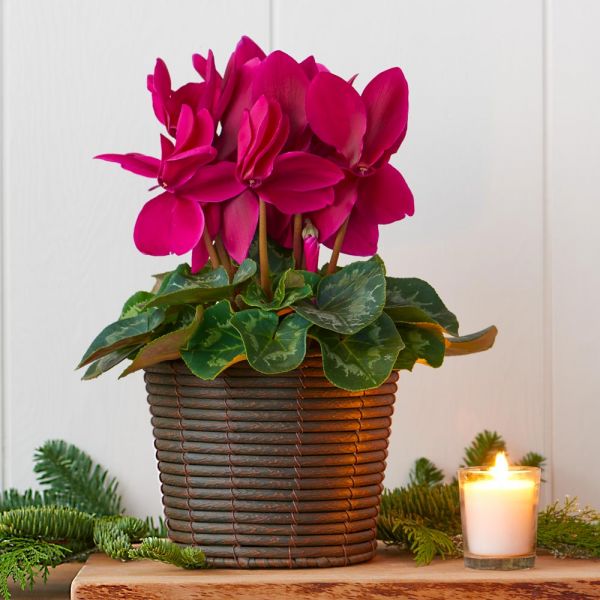  Cyclamen Halios® Purple In Sumatra Basket