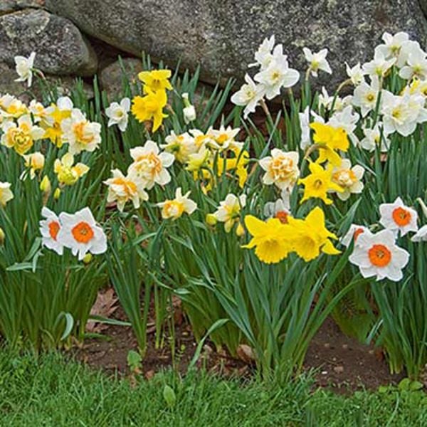  Collaboration For Part Shade For The North - Daffodils & Hosta
