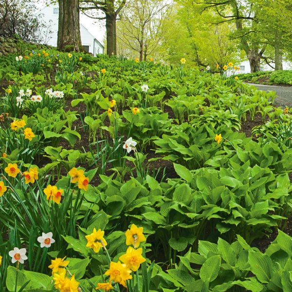  Collaboration For Part Shade For The North - Daffodils & Hosta