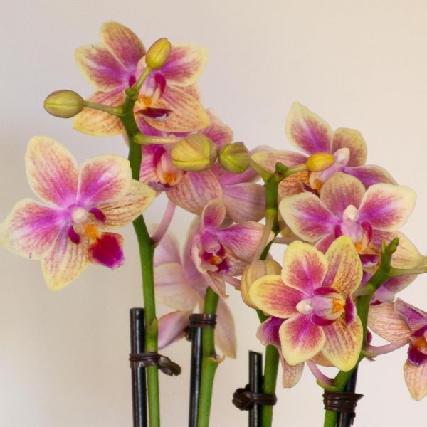  Yellow Mini Moth Orchids In 5½" White Ceramic Cachepot