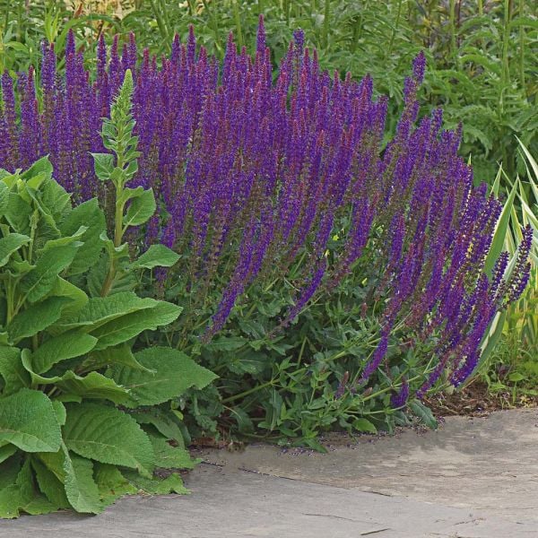  Salvia X Sylvestris 'May Night'