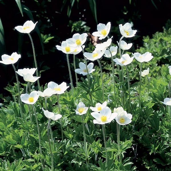  Anemone Sylvestris
