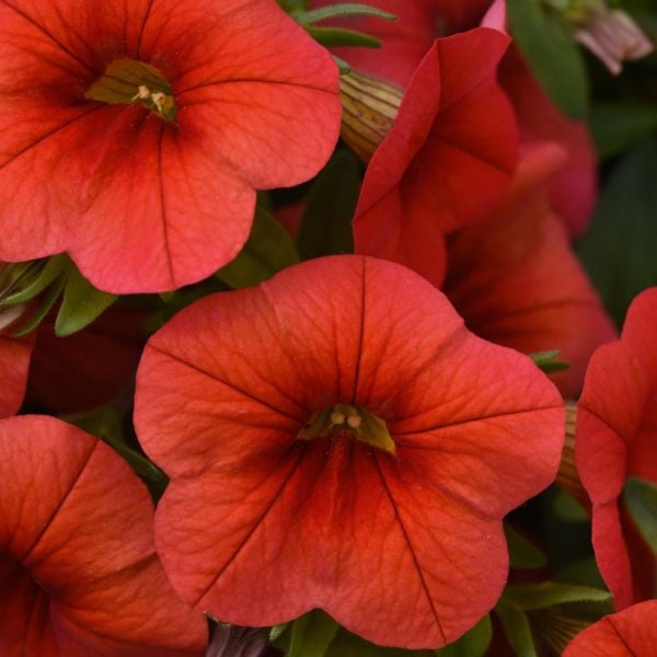  Apricot Allegro Annual Collection