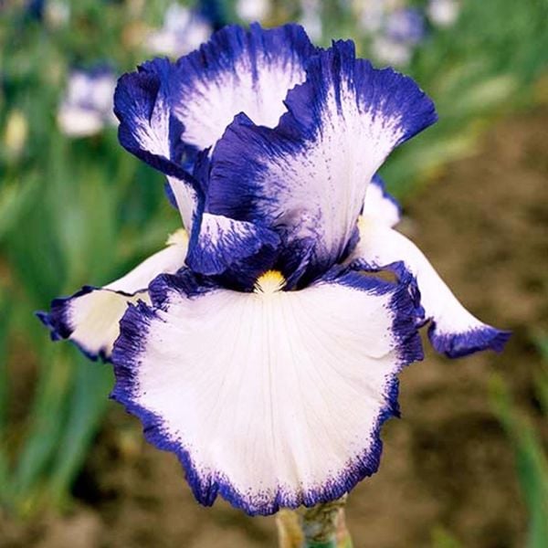  Iris Germanica 'Presby's Crown Jewel' - Reblooming