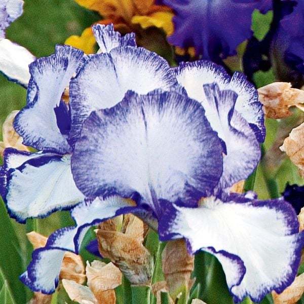  Iris Germanica 'Presby's Crown Jewel' - Reblooming