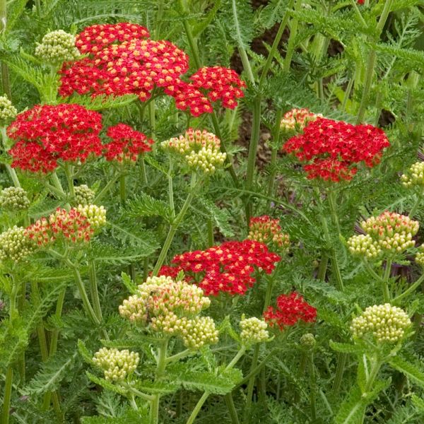  Achillea Millefolium 'Paprika'