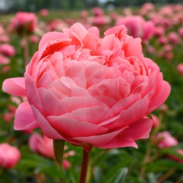  Peony 'Coral Charm'