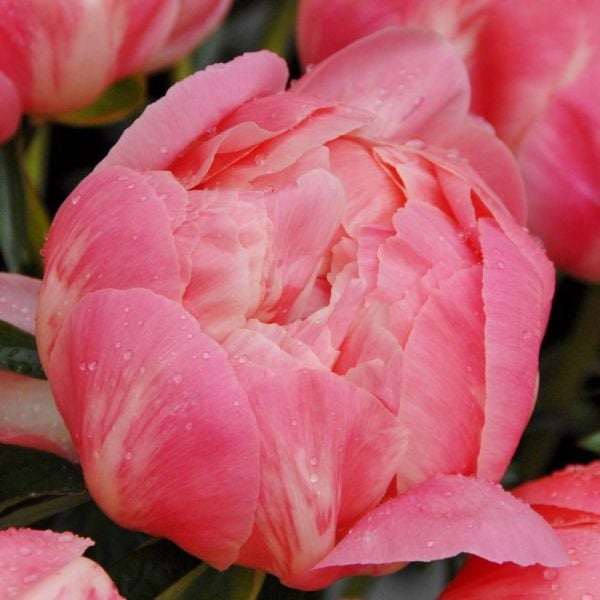  Peony 'Coral Charm'