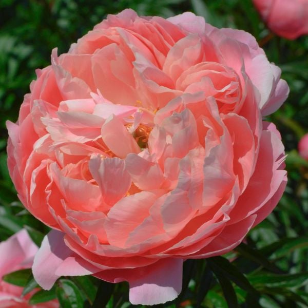  Peony 'Coral Charm'