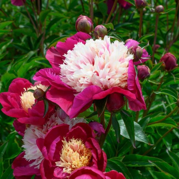  Peony 'White Cap'