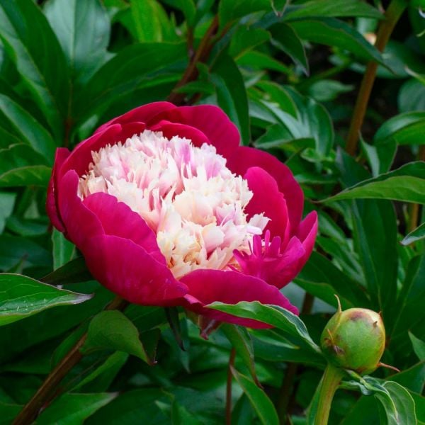  Peony 'White Cap'
