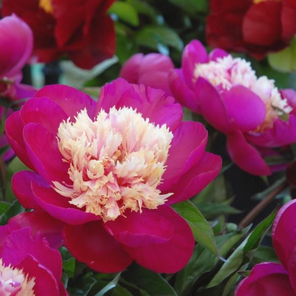  Peony 'White Cap'
