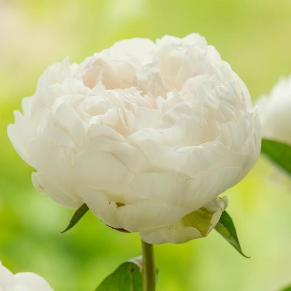  Peony 'Elsa Sass'
