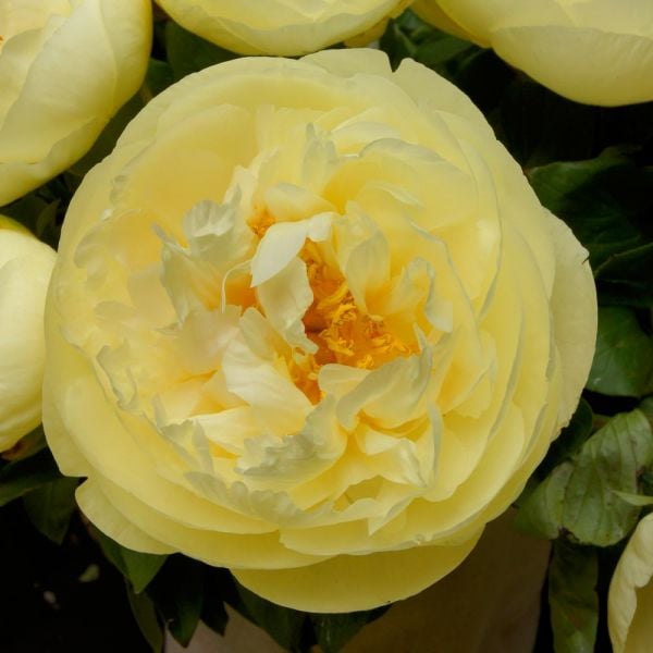  Peony 'Lemon Chiffon'