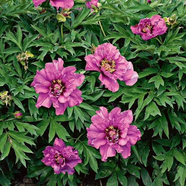  Peony 'Morning Lilac' - Itoh Peony