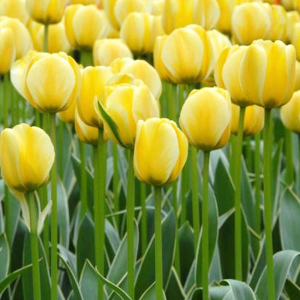  Tulip 'Jaap Groot'