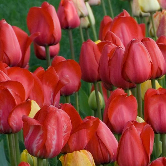  White Flower Farm Red Perennial Tulip