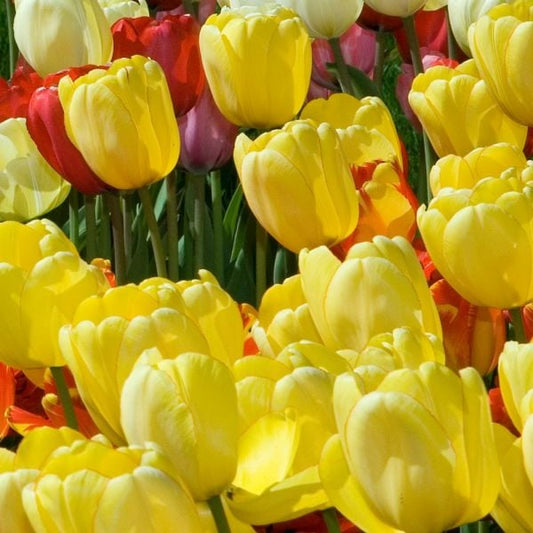  White Flower Farm Yellow Perennial Tulip