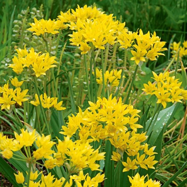  Allium Moly