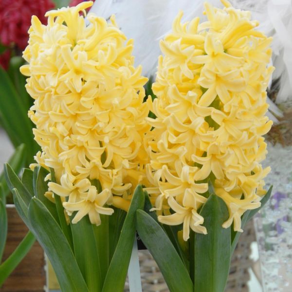  Hyacinthus Orientalis 'Yellowstone'