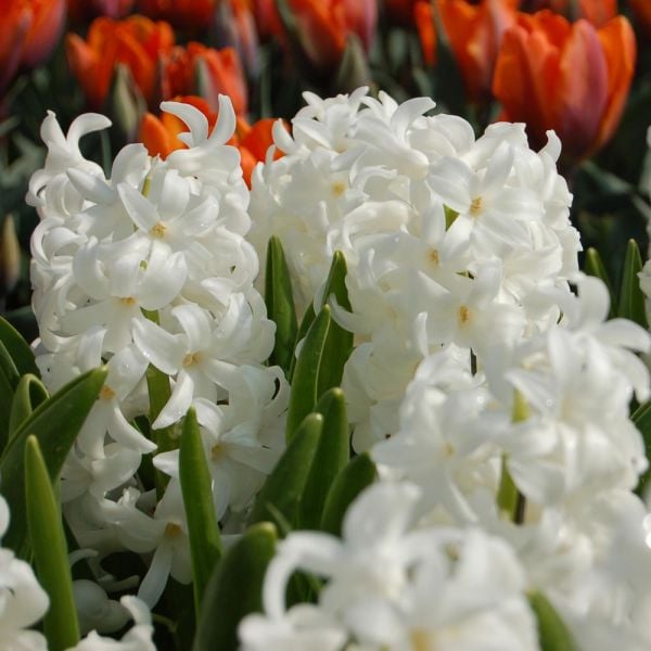  Hyacinthus Orientalis 'Carnegie'