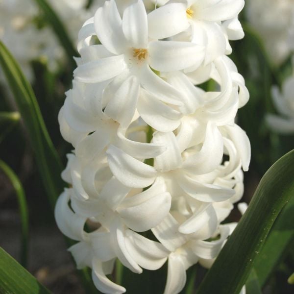  Rubies And Pearls Hyacinth Mix