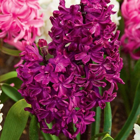  Vivid Hyacinth Mix