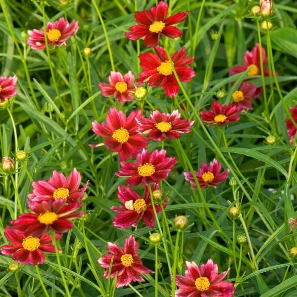 Coreopsis Big Bang™ 'Mercury Rising'