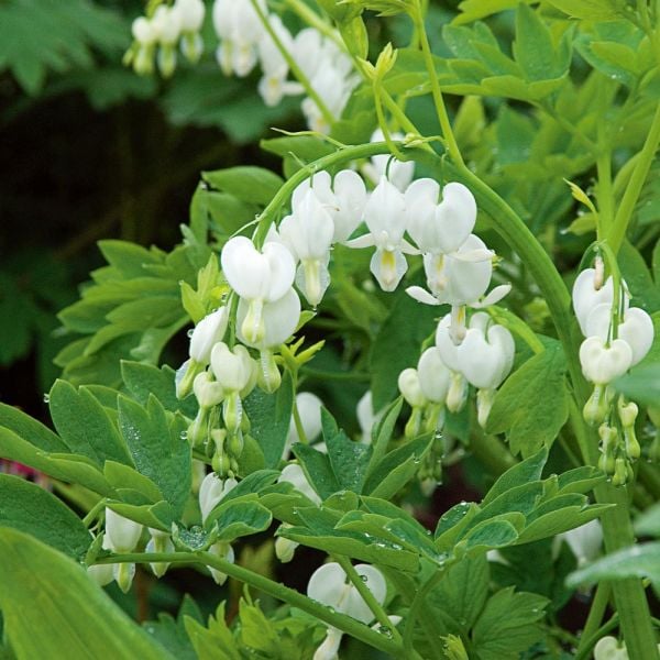  Dicentra Spectabilis 'Alba'