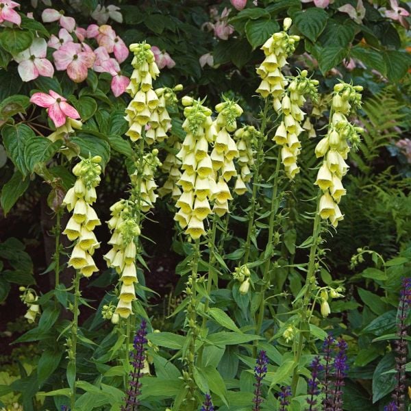  Digitalis Grandiflora
