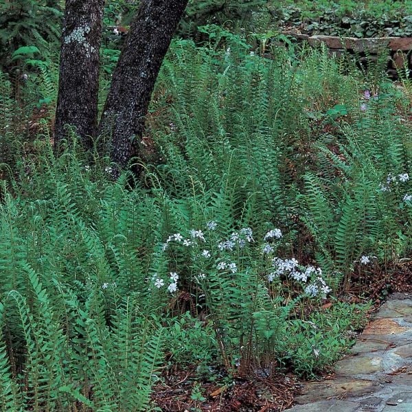  Polystichum Acrostichoides - Christmas Fern