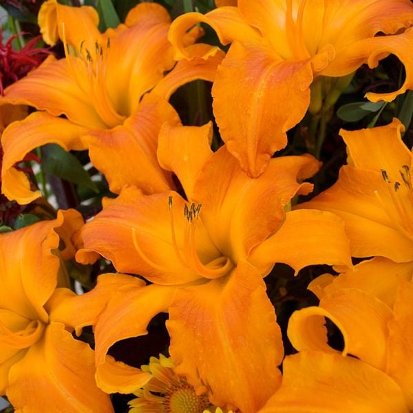  Hemerocallis (Daylily) Rainbow Rhythm® 'Primal Scream'