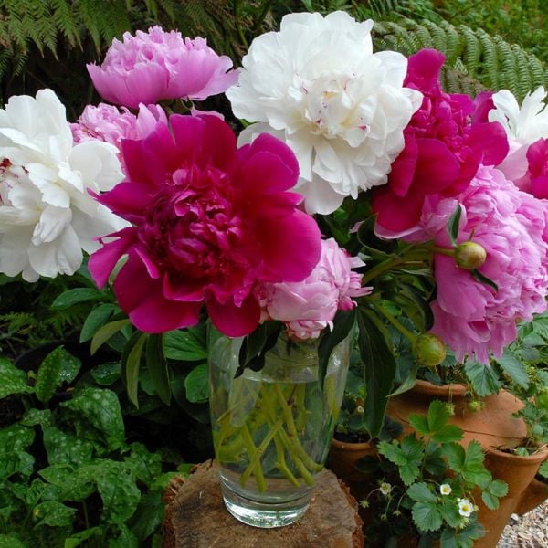  Old-Time Peony Collection