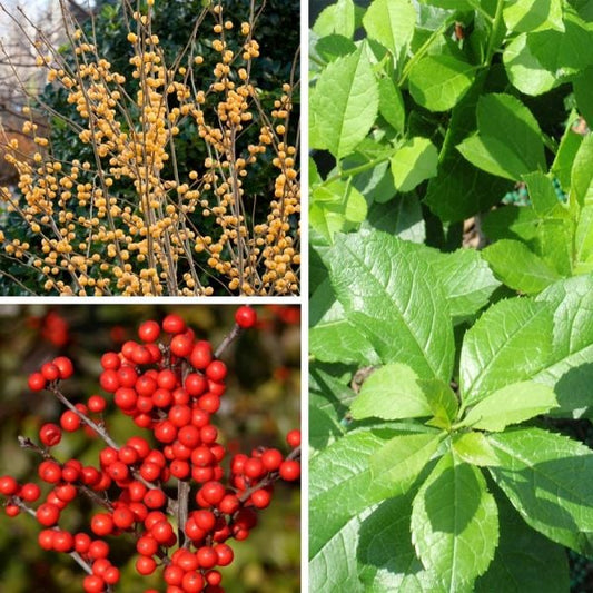  Winterberry Trio