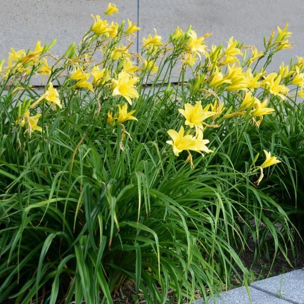  Hemerocallis (Daylily) 'Hyperion'