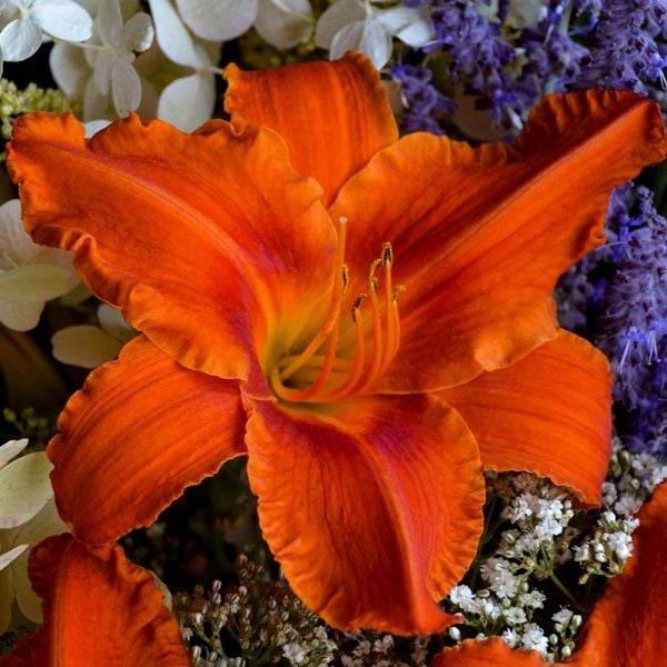  Hemerocallis (Daylily) 'Alabama Jubilee'