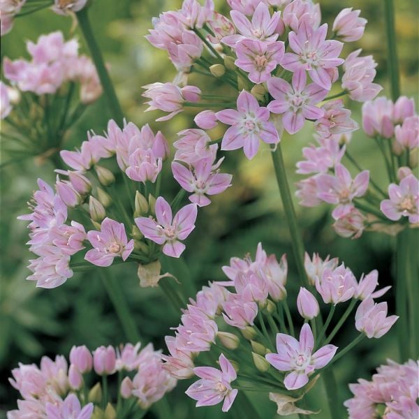  A Big Mix Of Little Alliums