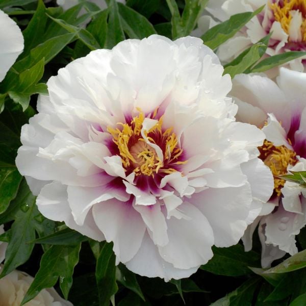  Peony 'Cora Louise' - Itoh Peony