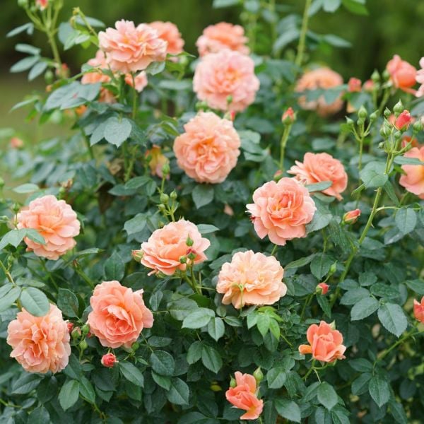  Rose At Last®