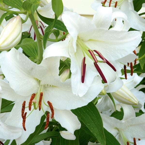  Lilium Mix - The Perfumed Garden