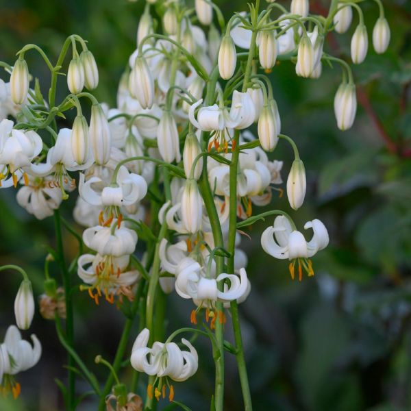  Lilium Martagon 'Snowy Morning'