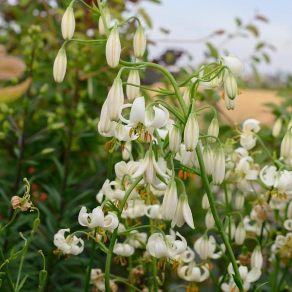 Lilium Martagon 'Snowy Morning'