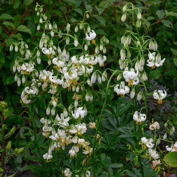  Lilium Martagon 'Snowy Morning'